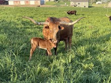 Kelly 2022 bull 