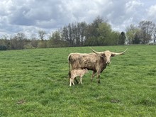 Tawney 2023 heifer 