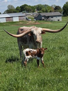 HNB Four Ten 2025 heifer 