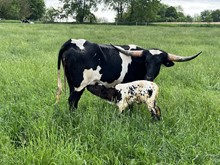 Girl Friday 2022 bull calf 