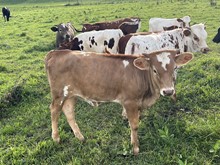 Rockette 2022 heifer 
