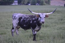 HNB MARTHA
