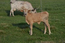 Peggy Sue's 2018 Bull Calf