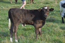 Dottie's 2018 Bull Calf