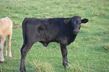 Sally's 2018 Bull Calf