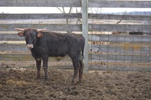 Molly's 2018 Bull Calf