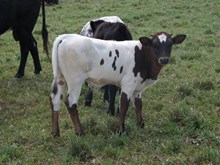 Calico Gal 2017 Steer