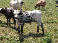 HNB Emmylou's 2017 Bull Calf