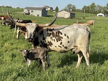 Sweet Violet 2022 Bull calf