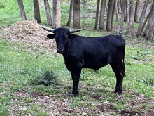 HNB Black Satin