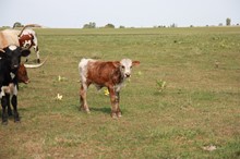 Martha's 2020 bull calf