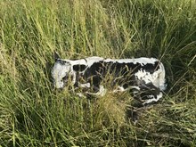 HNB Eden 2025 heifer 