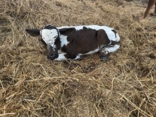HNB Pumkin 2025 bull