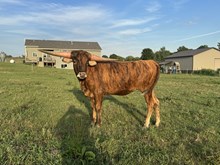 HNB Mon Cheri