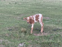 Leia 2025 bull