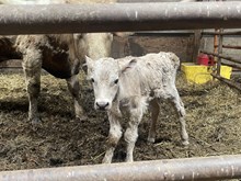 Tawny 2025 bull
