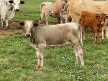 Butterscotch's 2021 Bull Calf