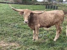 HNB Tawny