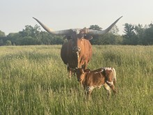 Flossie 2025 heifer 