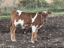 Lucy 2025 bull