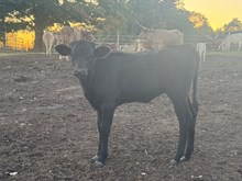 HNB Rascal 2025 heifer 