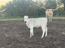 Mande Ray 2025 Heifer 