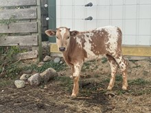Leia 2025 bull
