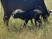 HNB Rascal 2025 heifer 
