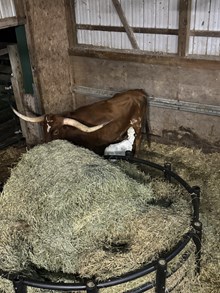 Forever Amber 2025 Heifer 