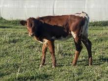 HNB Hey Loretta Heifer 
