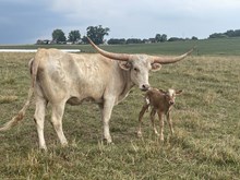Yellow Rose 2025 heifer 