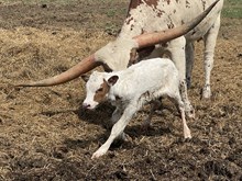 Patches 2025 heifer 