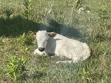 Mande Ray 2025 Heifer 