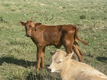 Spirit 2025 bull