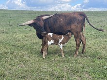 Lucy 2025 bull
