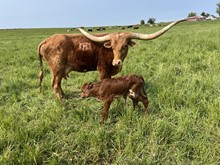 Hicks Halo 2023 Heifer