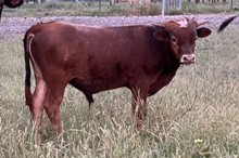 211 Unnamed Bull - Dark Mocha