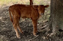 HCC Unnamed Bull 374