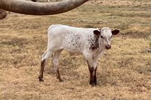 HCC Unnamed Bull 375