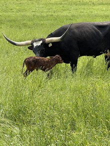 ONYX 2023 heifer 