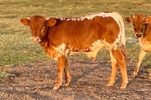 HCC Unnamed Bull 371
