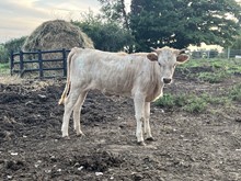 Tawney 2023 heifer 