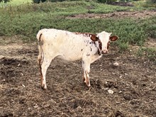 Four Ten 2023 Heifer