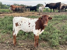 HR Ringer 2023 Heifer