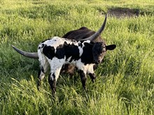 HNB Rascal 2024 bull 