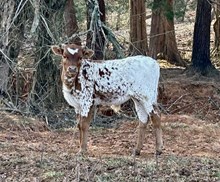 Catchit on Fire x SDR Lucy bull calf