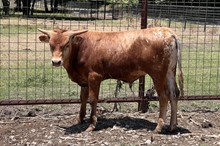 KCM Unnamed Bull 211