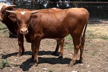 HCC Unnamed Bull 213