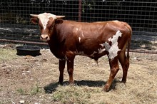 HCC Unnamed Bull 212