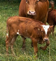 Snowblower Reba Bull